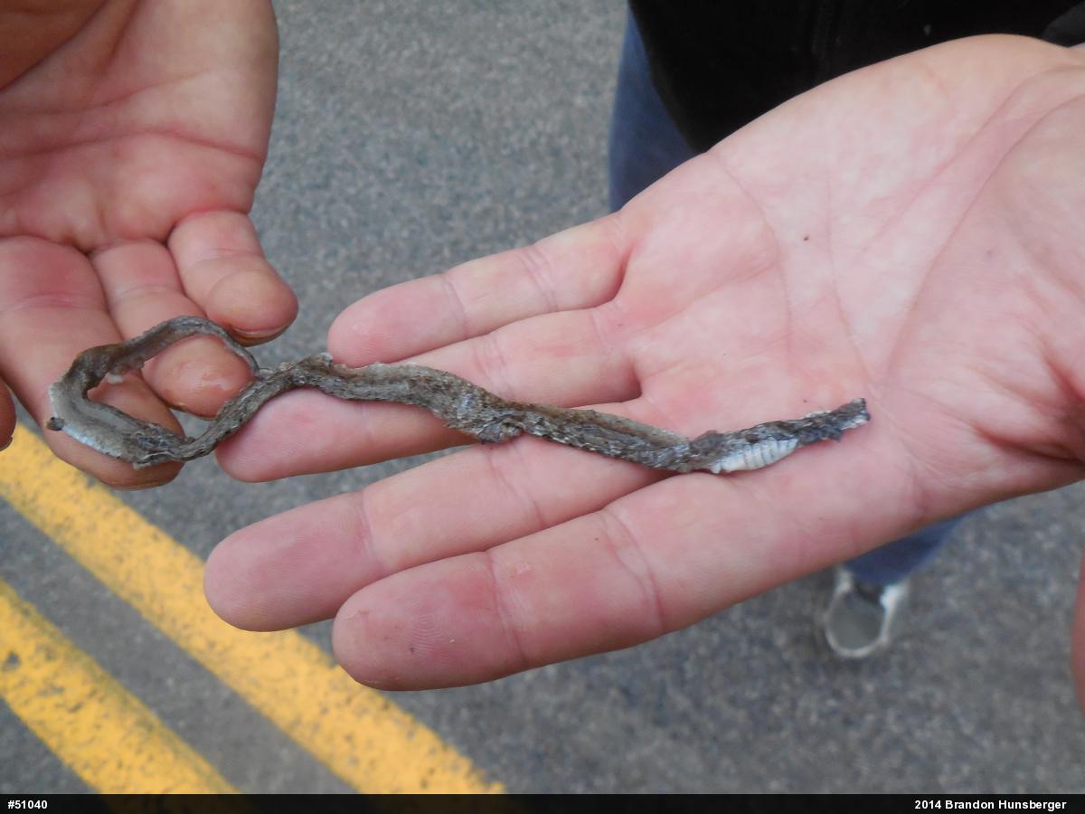 Dekay's Brownsnake