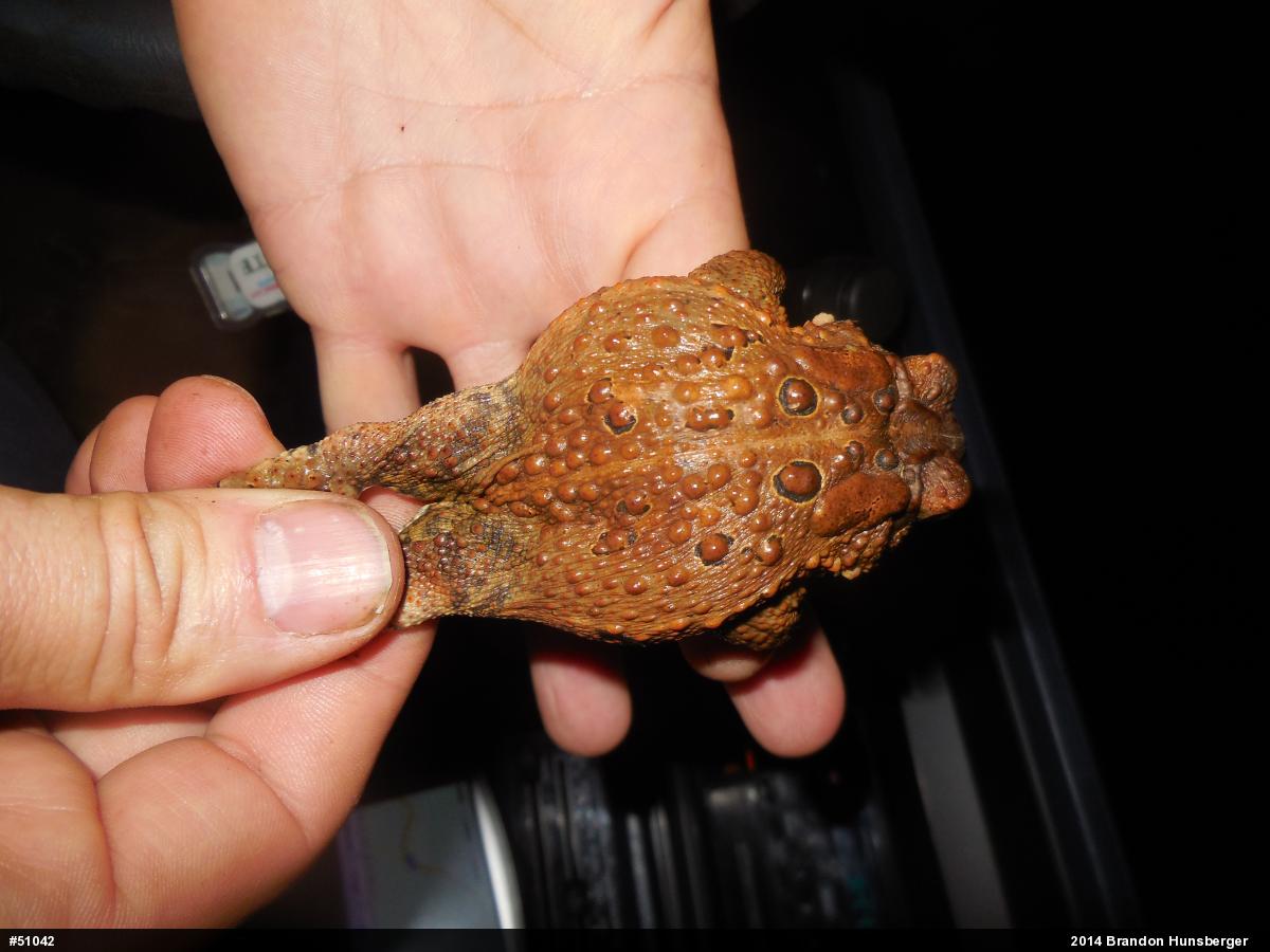 Eastern American Toad