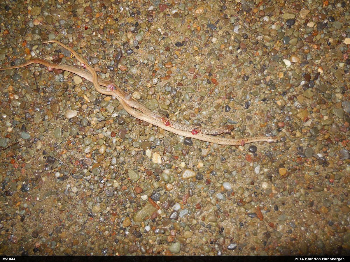 Dekay's Brownsnake