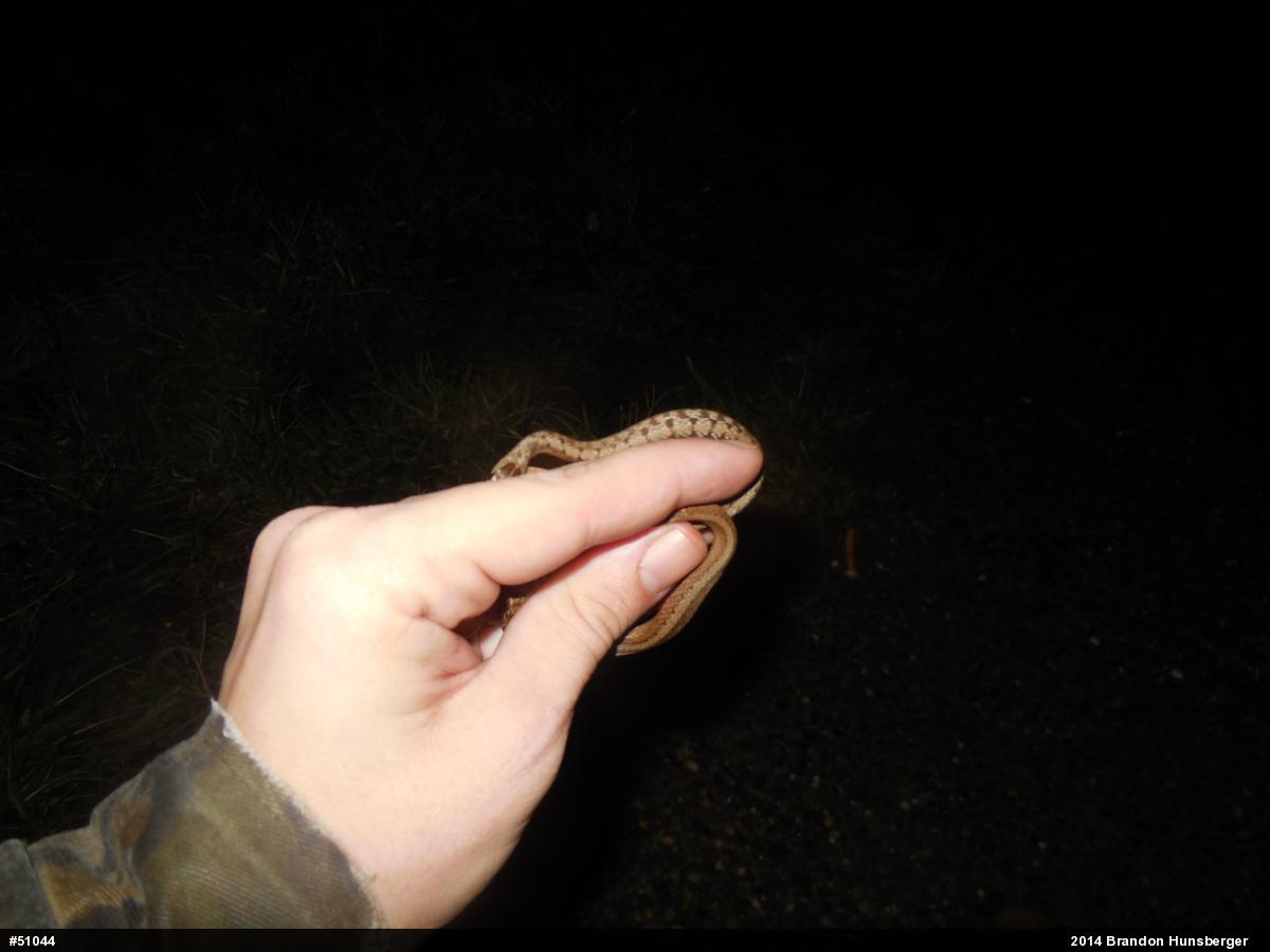 Dekay's Brownsnake