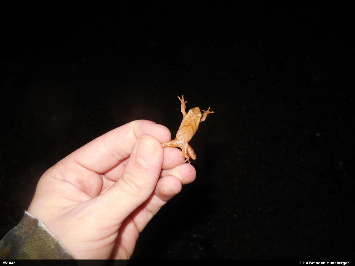 Spring Peeper