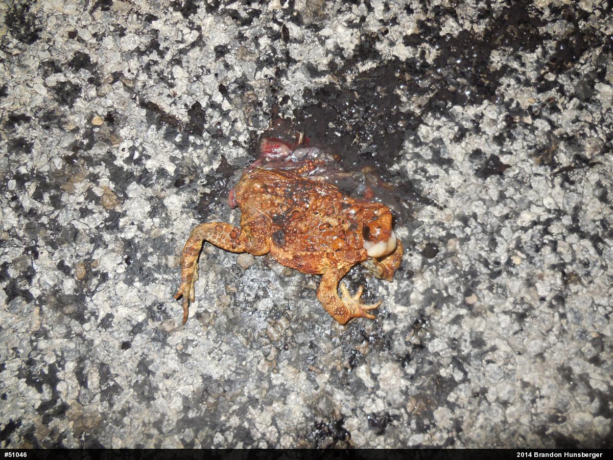 Eastern American Toad