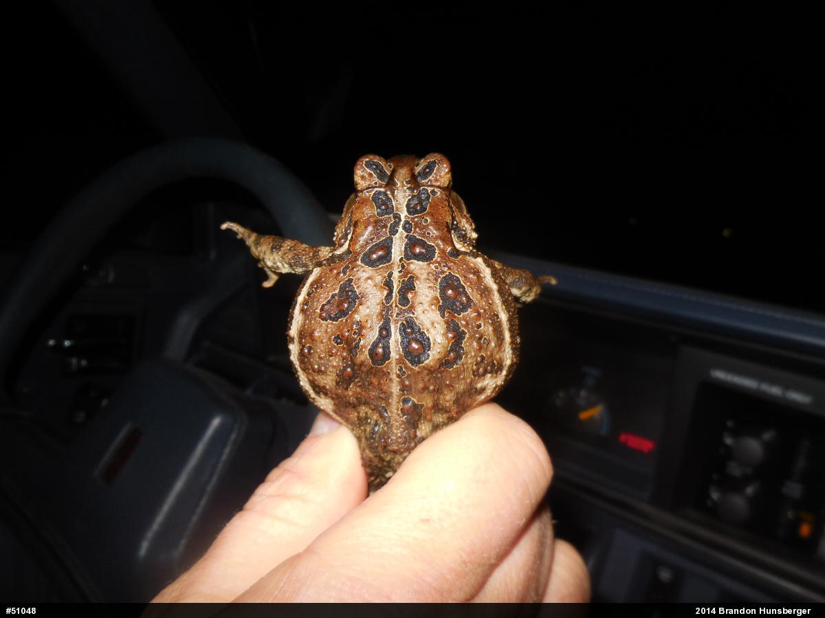 Eastern American Toad