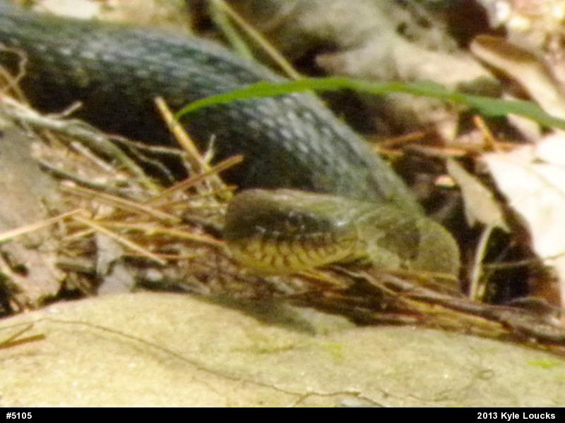 Northern Watersnake