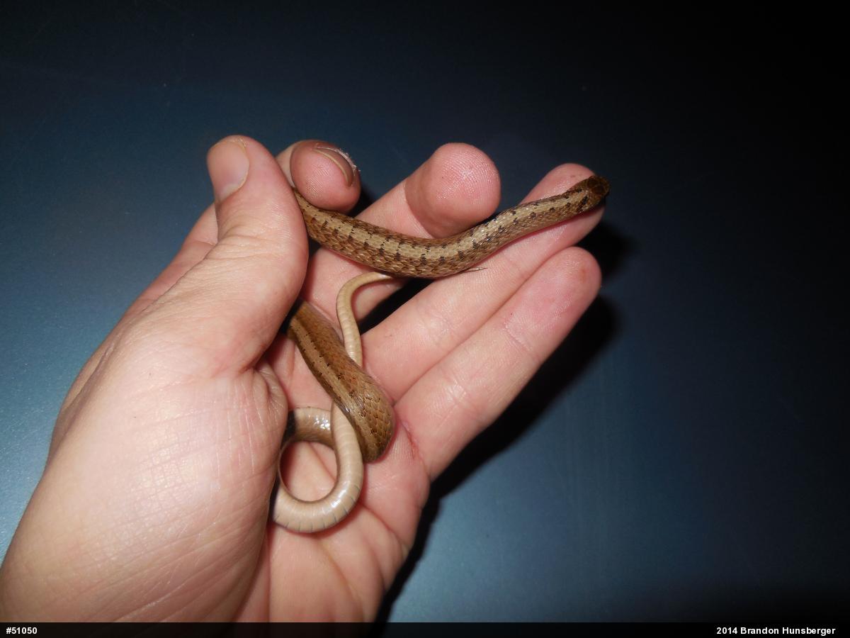 Dekay's Brownsnake