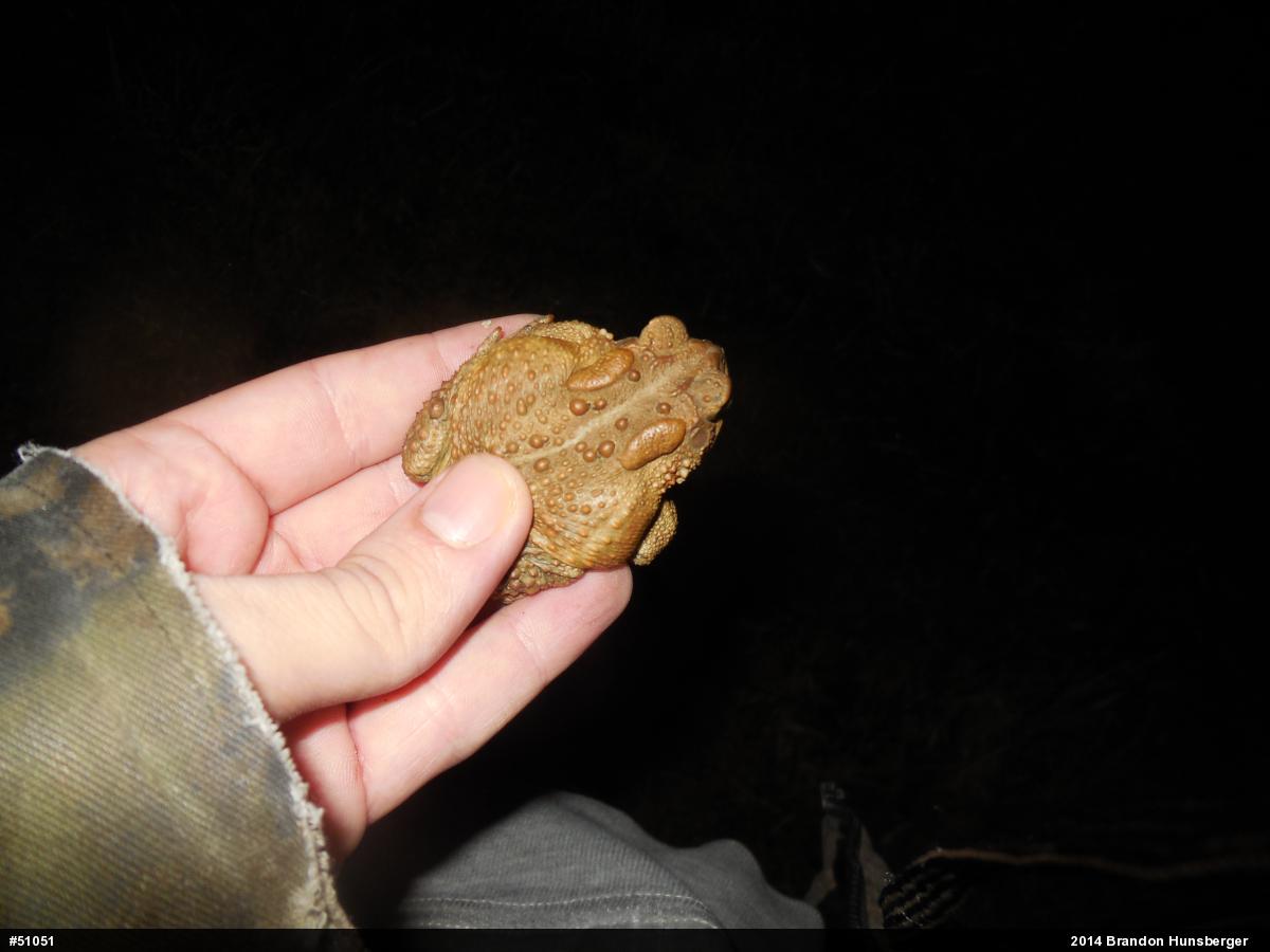 Eastern American Toad