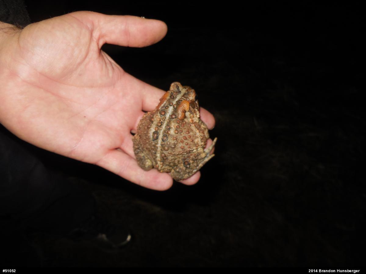 Eastern American Toad