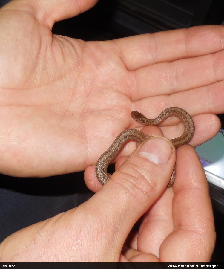 Dekay's Brownsnake