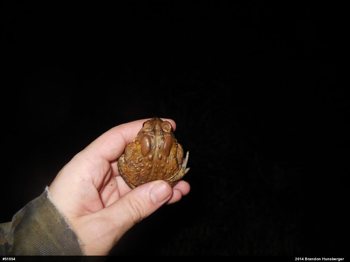 Eastern American Toad