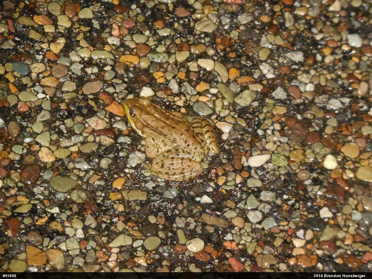 Green Frog