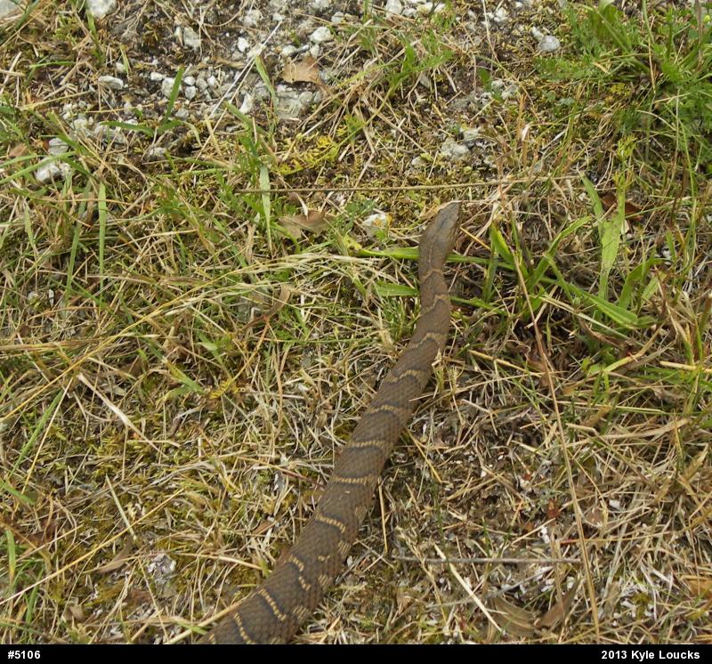 Northern Watersnake