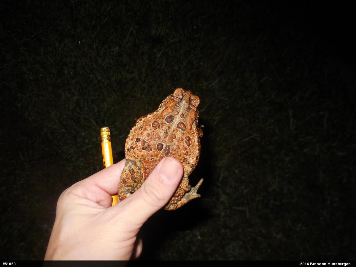 Eastern American Toad