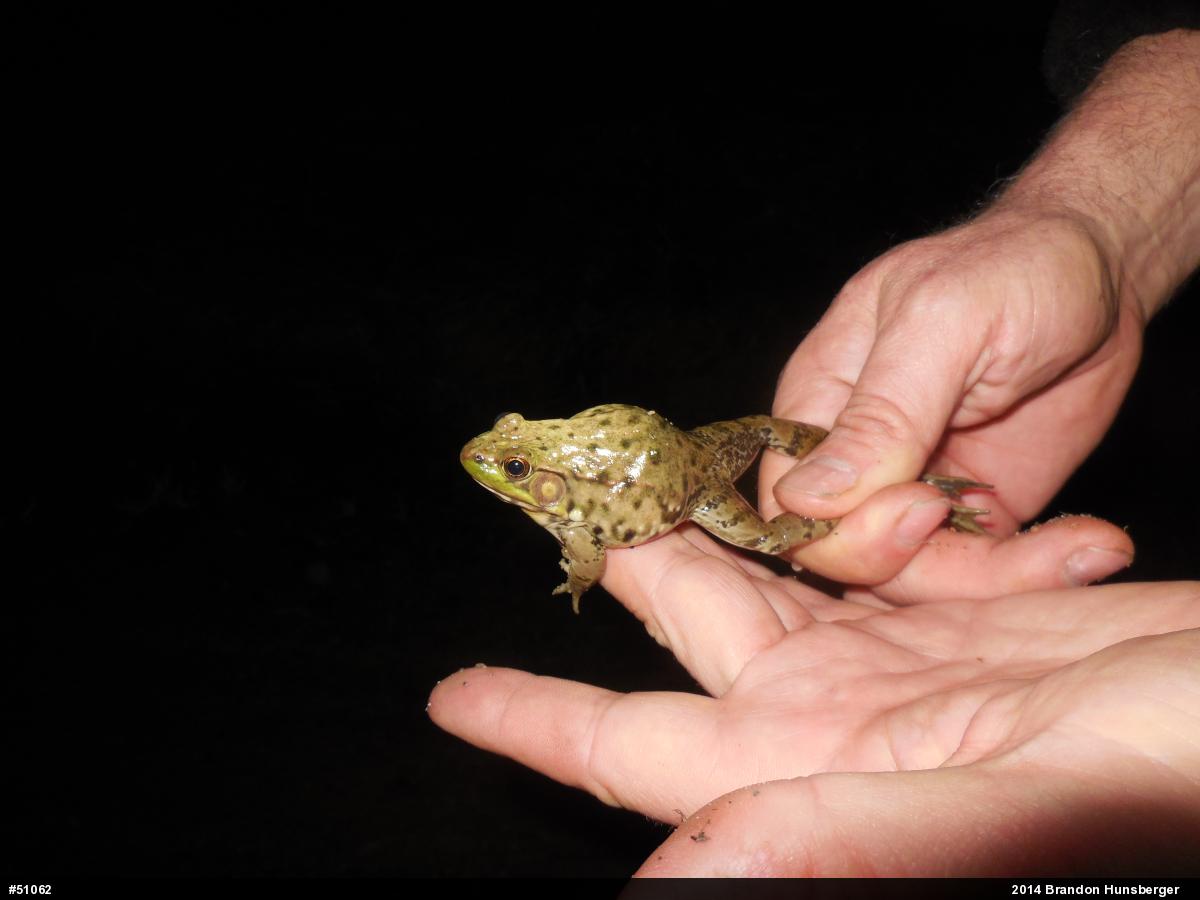 Green Frog