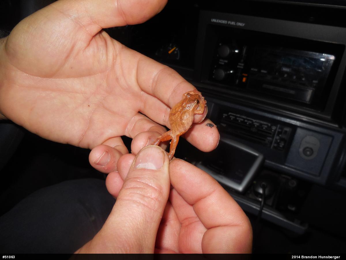 Spring Peeper