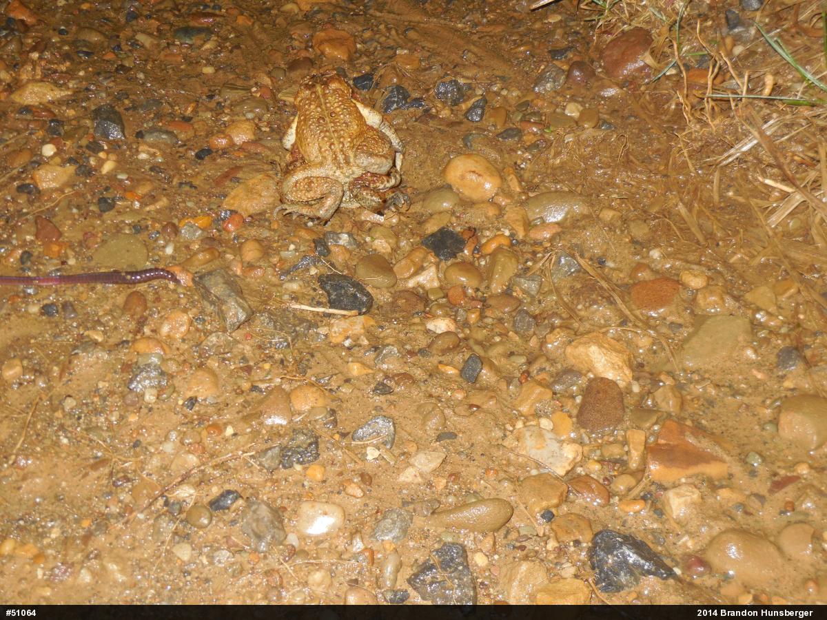 Eastern American Toad