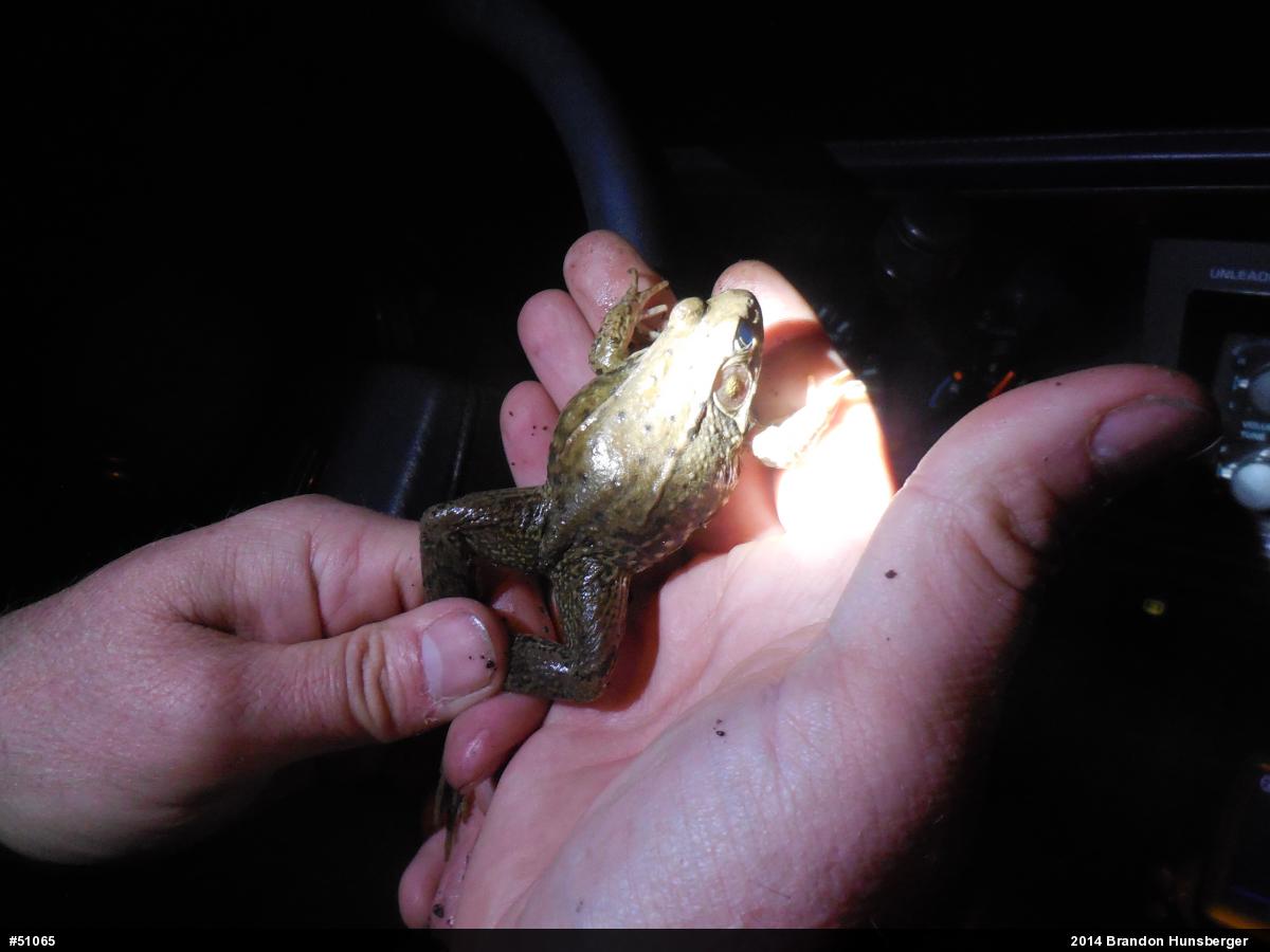 Green Frog