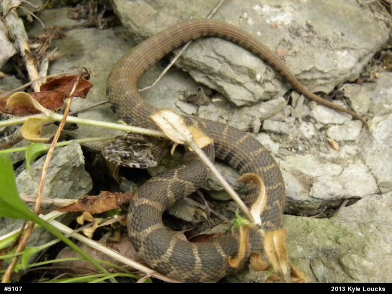 Northern Watersnake