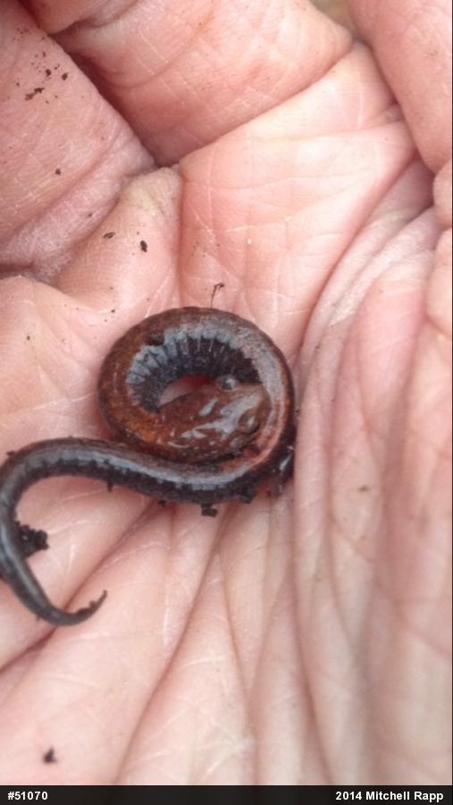Eastern Red-backed  Salamander