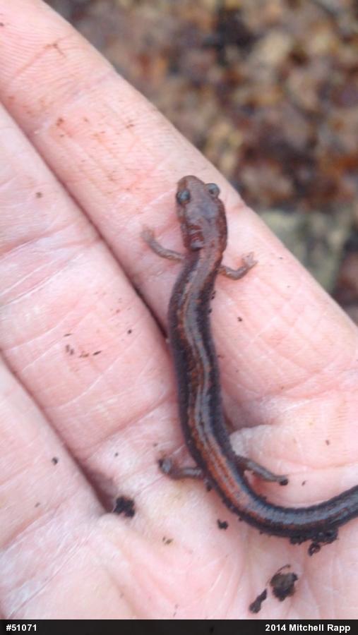 Eastern Red-backed  Salamander