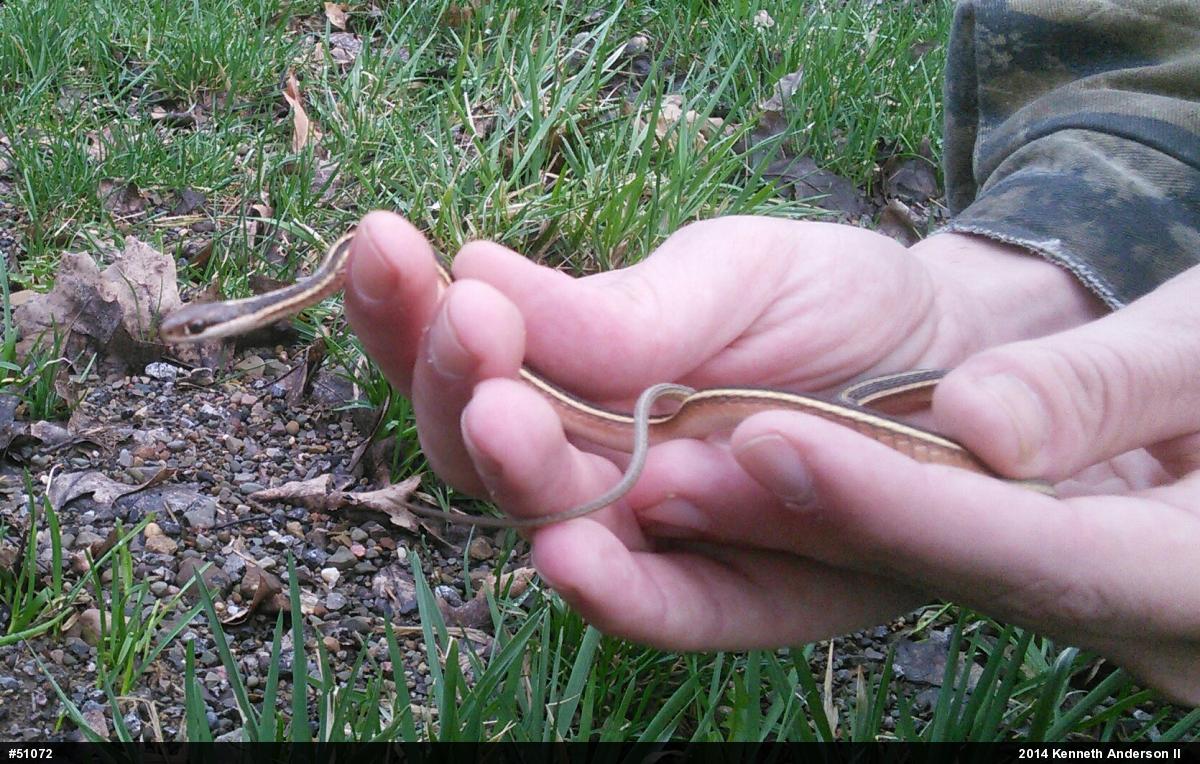 Northern Ribbonsnake