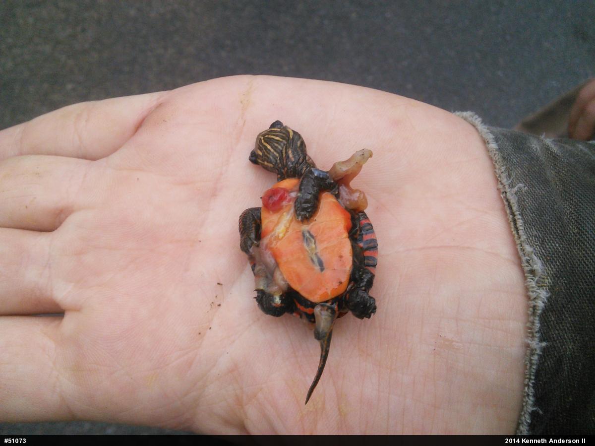Midland Painted Turtle