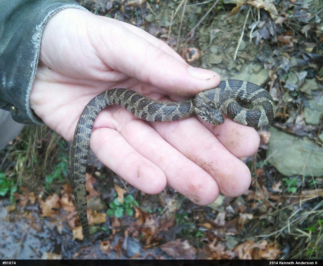 Northern Watersnake