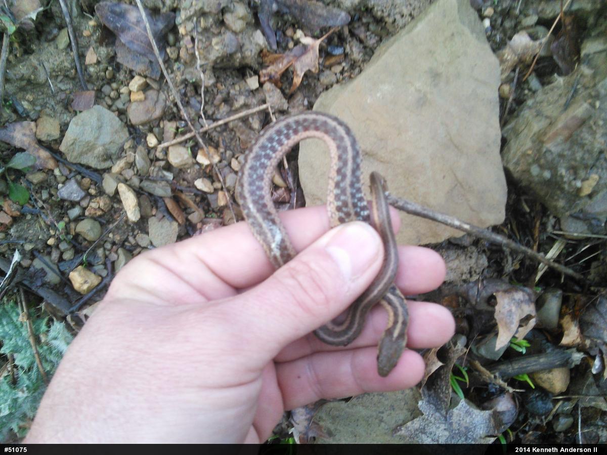 Eastern Gartersnake