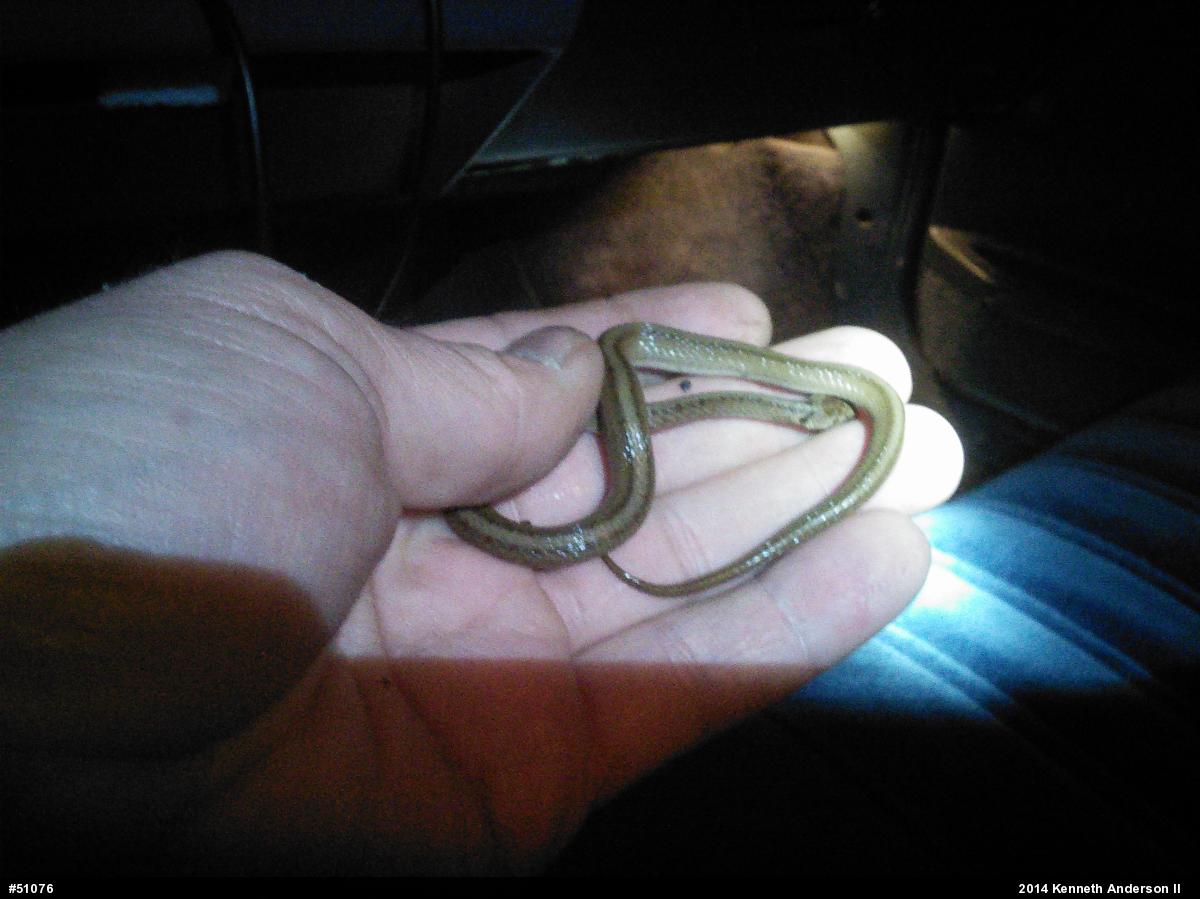 Dekay's Brownsnake