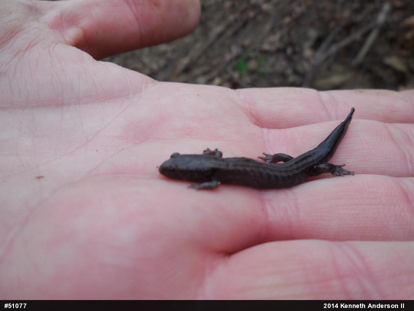 Dusky Salamanders