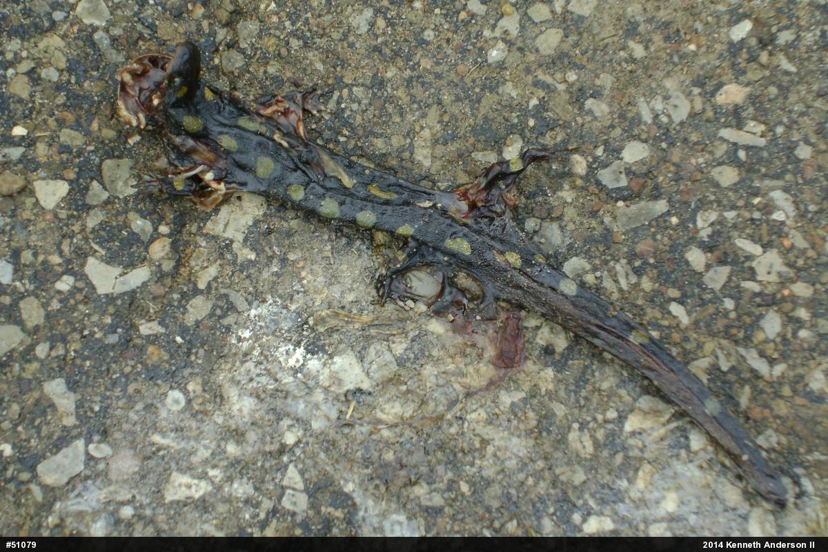 Spotted Salamander