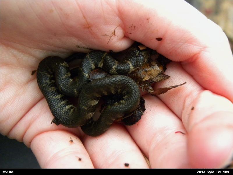 Northern Watersnake