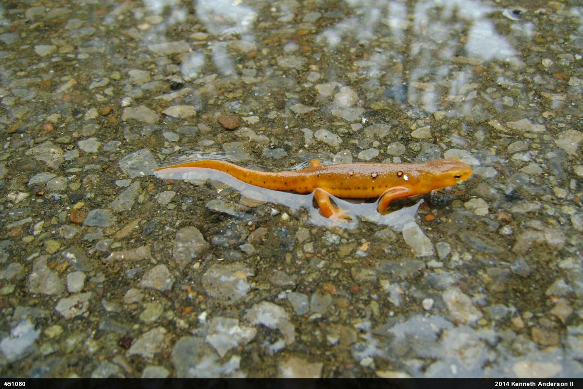 Red-spotted Newt