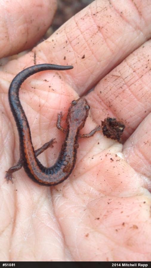 Eastern Red-backed  Salamander