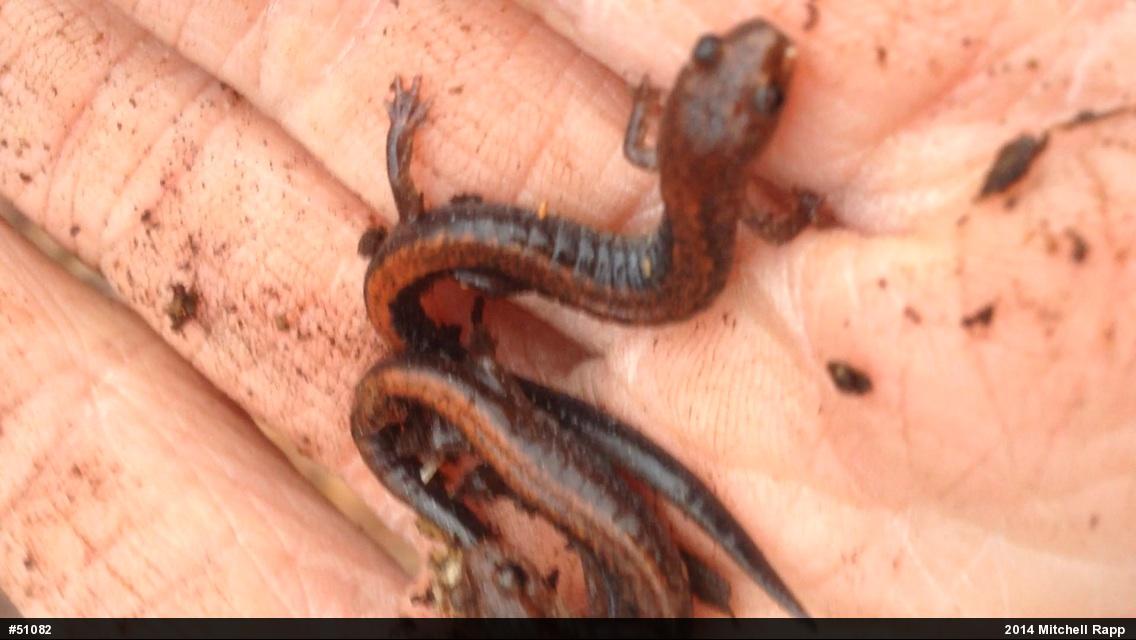 Eastern Red-backed  Salamander
