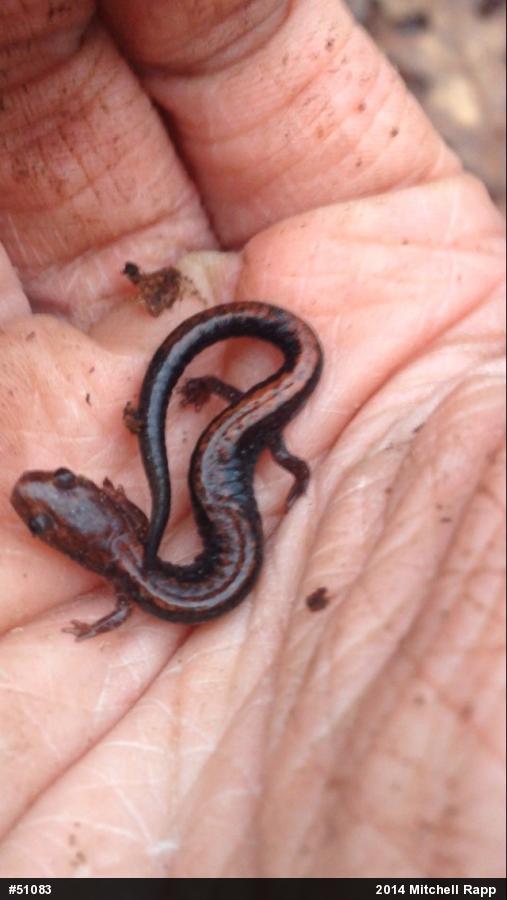 Eastern Red-backed  Salamander
