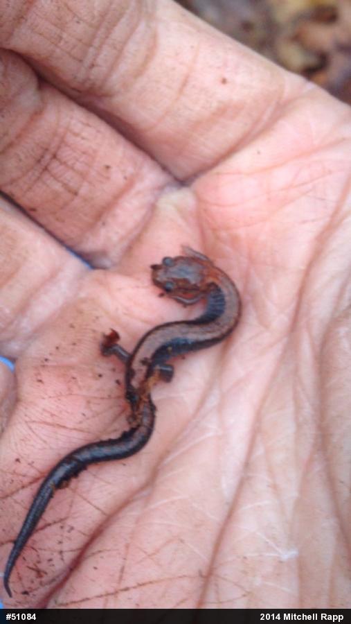 Eastern Red-backed  Salamander