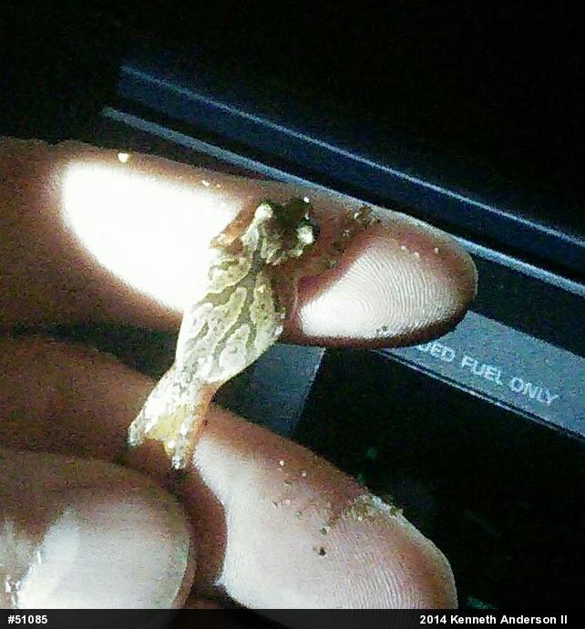 Spring Peeper