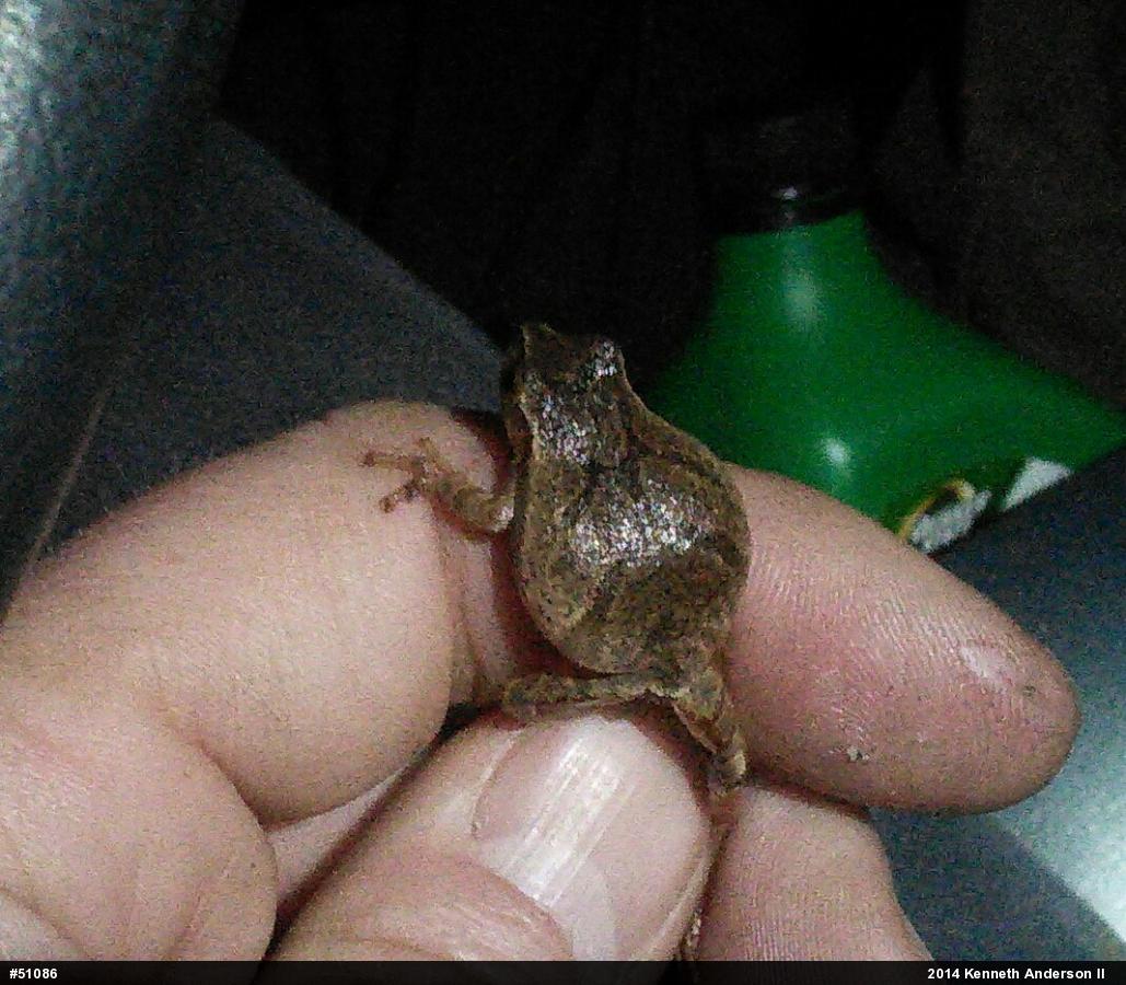 Spring Peeper