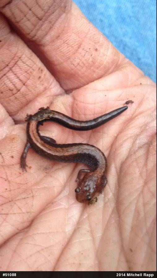 Eastern Red-backed  Salamander