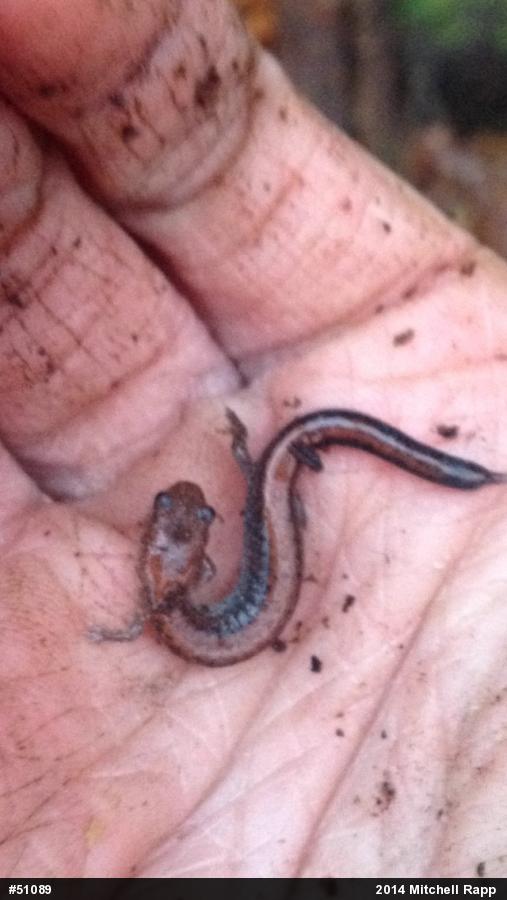 Eastern Red-backed  Salamander