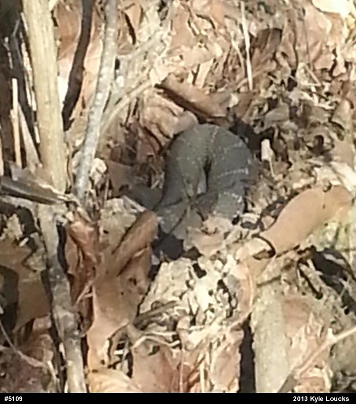 Northern Watersnake