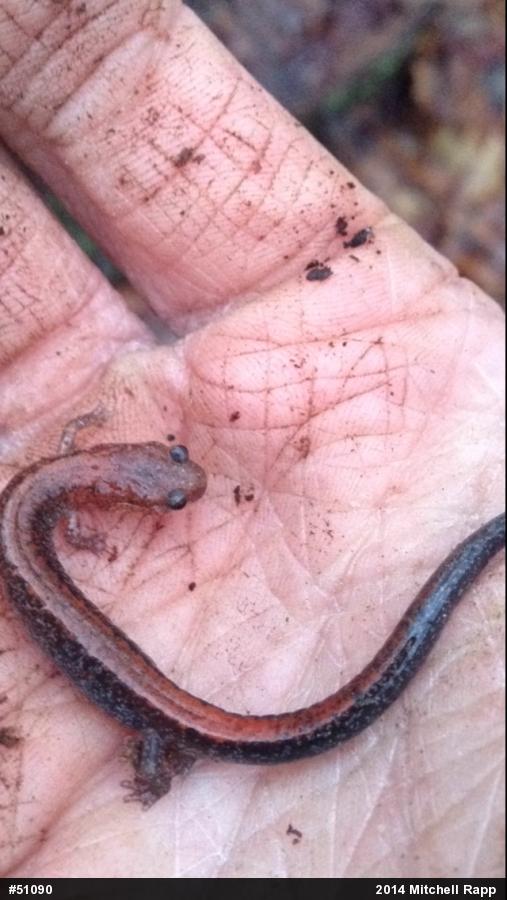 Eastern Red-backed  Salamander
