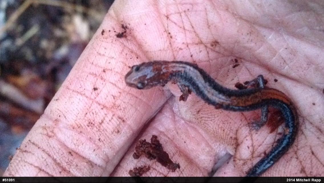 Eastern Red-backed  Salamander