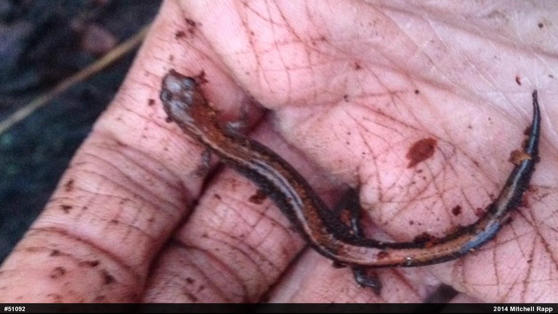 Eastern Red-backed  Salamander