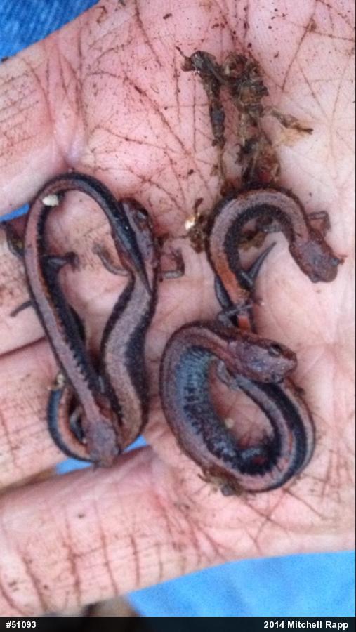 Eastern Red-backed  Salamander