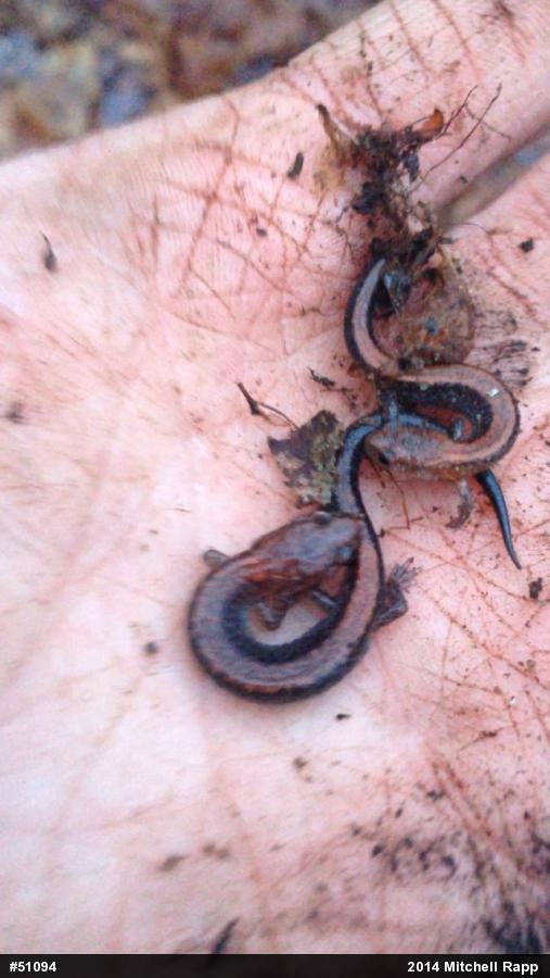 Eastern Red-backed  Salamander
