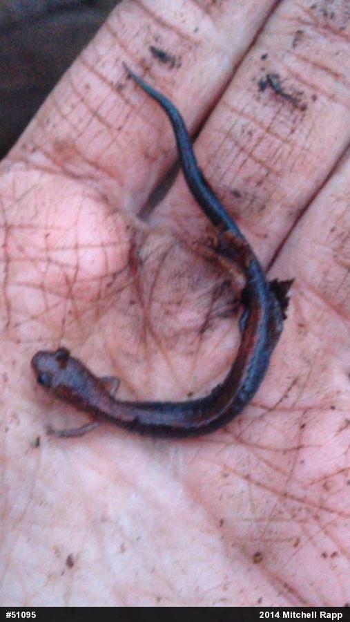 Eastern Red-backed  Salamander