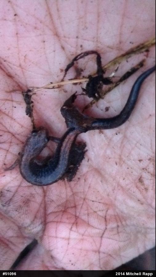 Eastern Red-backed  Salamander