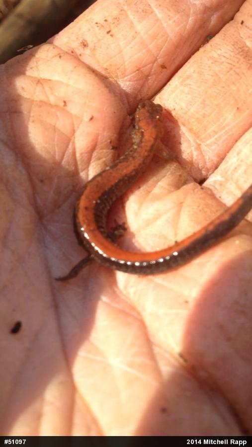 Eastern Red-backed  Salamander