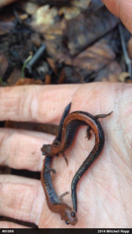 Eastern Red-backed  Salamander